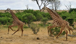 长颈鹿视频,揭秘它们的生活与习性